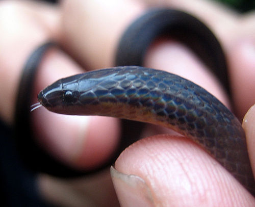 Middle American burrowing snake